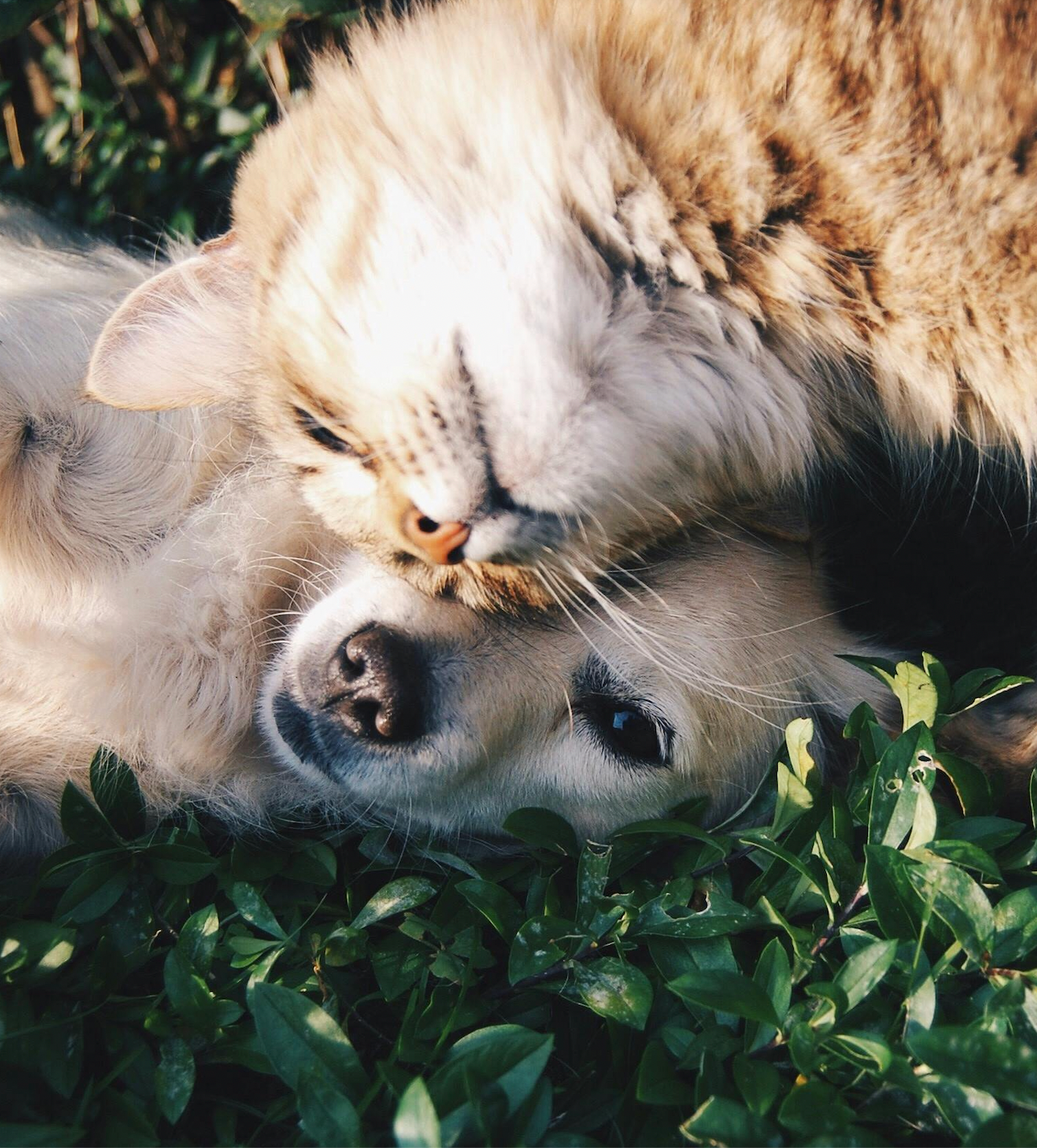 Pet Must-Haves