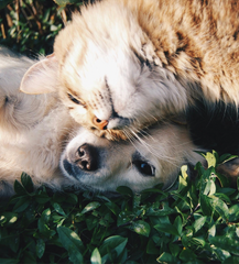Pet Must-Haves
